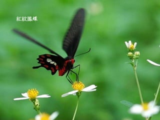 紅紋鳳蝶
 