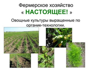 Фермерское хозяйство
    « НАСТОЯЩЕЕ! »
Овощные культуры выращенные по
      органик-технологии.
 