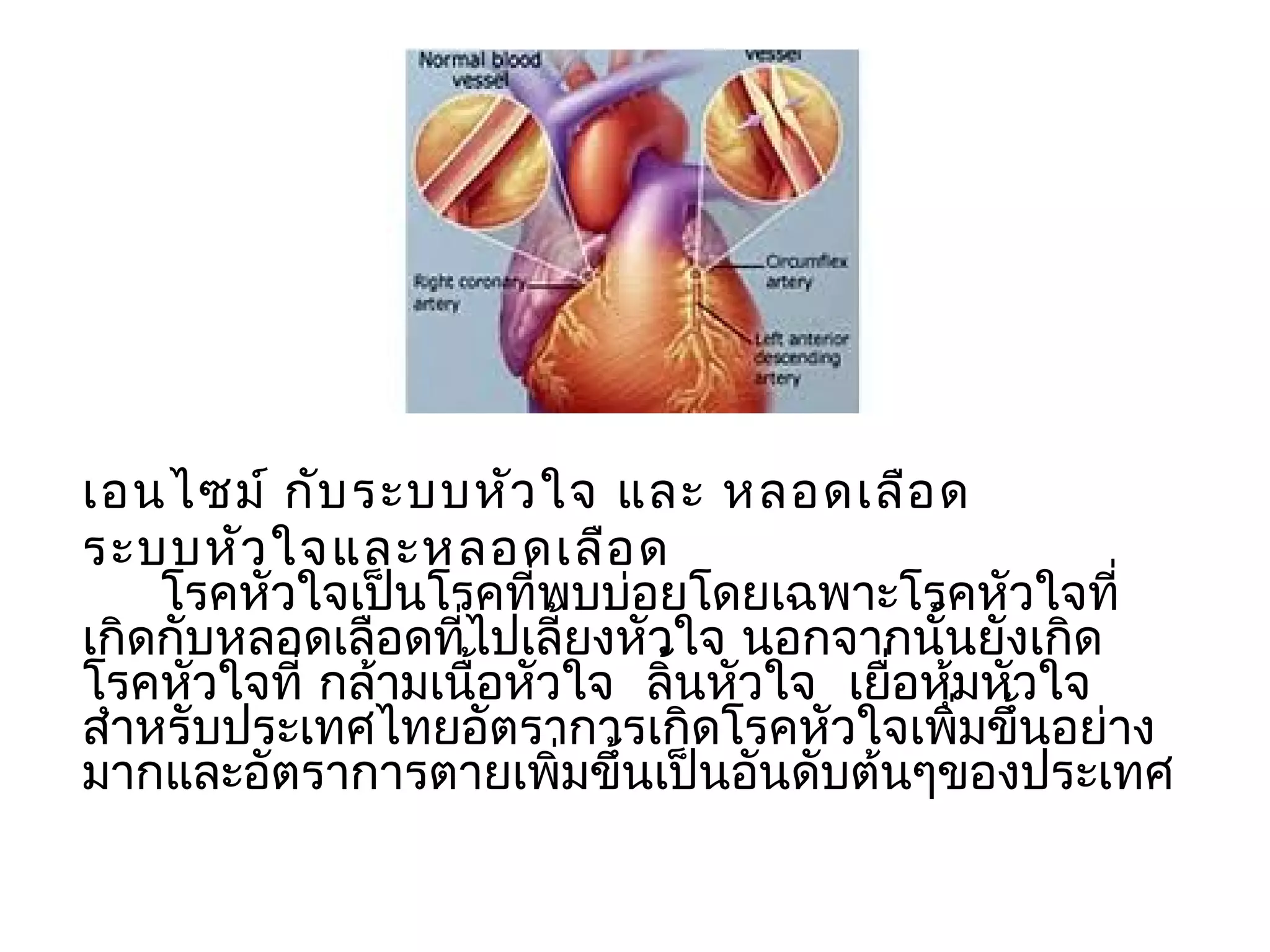 เอนไซม์ กับ ระบบหัว ใจ และ หลอดเลือ ด
ระบบหัว ใจและหลอดเลือ ด
    โรคหัวใจเป็นโรคที่พบบ่อยโดยเฉพำะโรคหัวใจที่
เกิดกับหลอดเลือดทีไปเลี้ยงหัวใจ นอกจำกนั้นยังเกิด
                   ่
โรคหัวใจที่ กล้ำมเนือหัวใจ ลิ้นหัวใจ เยือหุมหัวใจ
                     ้                  ่ ้
สำำหรับประเทศไทยอัตรำกำรเกิดโรคหัวใจเพิมขึ้นอย่ำง
                                            ่
มำกและอัตรำกำรตำยเพิ่มขึ้นเป็นอันดับต้นๆของประเทศ
 