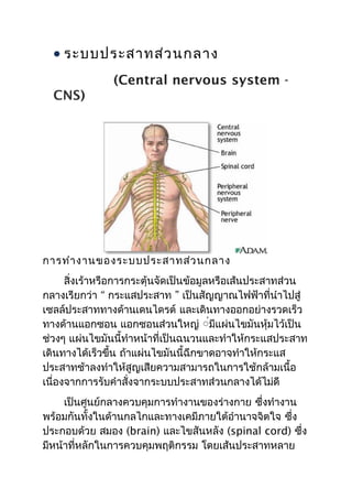 • ระบบประสาทส่ว นกลาง
               (Central nervous system -
  CNS)




การทำา งานของระบบประสาทส่ว นกลาง
      สิ่งเร้าหรือการกระตุ้นจัดเป็นข้อมูลหรือเส้นประสาทส่วน
กลางเรียกว่า “ กระแสประสาท ” เป็นสัญญาณไฟฟ้าที่นำาไปสู่
เซลล์ประสาททางด้านเดนไดรต์ และเดินทางออกอย่างรวดเร็ว
ทางด้านแอกซอน แอกซอนส่วนใหญ่ ์่มีแผ่นไขมันหุ้มไว้เป็น
ช่วงๆ แผ่นไขมันนี้ทำาหน้าที่เป็นฉนวนและทำาให้กระแสประสาท
เดินทางได้เร็วขึ้น ถ้าแผ่นไขมันนี้ฉีกขาดอาจทำาให้กระแส
ประสาทช้าลงทำาให้สูญเสียความสามารถในการใช้กล้ามเนื้อ
เนื่องจากการรับคำาสั่งจากระบบประสาทส่วนกลางได้ไม่ดี
     เป็นศูนย์กลางควบคุมการทำางานของร่างกาย ซึงทำางาน
                                              ่
พร้อมกันทั้งในด้านกลไกและทางเคมีภายใต้อำานาจจิตใจ ซึ่ง
ประกอบด้วย สมอง (brain) และไขสันหลัง (spinal cord) ซึ่ง
มีหน้าที่หลักในการควบคุมพฤติกรรม โดยเส้นประสาทหลาย
 