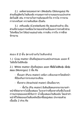 2.) เมดัลลาออบลองกาตา (Medulla Oblongata) คือ
ส่วนที่อยู่ติดกับไขสันหลัง ควบคุมการทำางานของระบบประสาท
อัตโนมัติ เช่น การหายใจการเต้นของหัวใจ การไอ การจาม
การกะพริบตา ความดันเลือด เป็นต้น
     3.) เซรีเบลลัม (Cerebellum) คือ สมองส่วนท้าย เป็น
ส่วนที่ควบคุมการเคลื่อนไหวของกล้ามเนื้อและการทรงตัวช่วย
ให้เคลื่อนไหวได้อย่างแม่นยำาเช่น การเดิน การวิ่ง การขี่รถ
จักรยาน




สมอง มี 2 ชัน (ตรงข้า มกับ ไขสัน หลัง )
            ้
1.) Gray matter เป็นที่อยู่ของกระแสประสาทและ axon ที่
ไม่มีเยื่อไมอิลินหุ้ม
2.) White matter เป็นที่อยู่ของ axon ทีมีเยือไมอิลินหุม เยือหุม
                                       ่ ่            ้    ่ ้
สมอง (Menirges) 3 ชั้น คือ
     - ชันนอก (Pura mater) เหนียว แข็งแรงมากโดยมีหน้า
           ้
     ที่ป้องกันการกระทบกระเทือน
     - ชันกลาง (Arachoid mater) เป็นเยื่อบางๆ
         ้
             - ชันใน (Pia mater) มีเส้นเลือดแทรกมากมายทำา
                 ้
หน้าที่ส่งอาหารไปเลี้ยงสมอง ในระหว่างชั้นกลางกับชั้นในจะมี
การบรรจุของเหลวที่เรียกว่า นำ้าเลี้ยงสมองไขสันหลัง โดยจำาทำา
หน้าที่ให้สมองแลไขสันหลังเปียกชื้ออยู่เสมอ ประกอบด้วย
เนื้อเยื่อ 2 ส่วน คือ
 