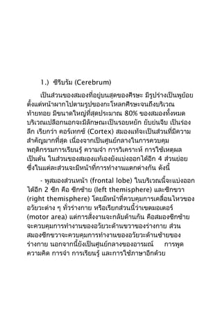 1.) ซีรีบรัม (Cerebrum)
      เป็นส่วนของสมองที่อยู่บนสุดของศีรษะ มีรูปร่างเป็นพูย้อย
ตั้งแต่หน้าผากไปตามรูปของกะโหลกศีรษะจนถึงบริเวณ
ท้ายทอย มีขนาดใหญ่ที่สุดประมาณ 80% ของสมองทั้งหมด
บริเวณเปลือกนอกจะมีลักษณะเป็นรอยหยัก ยับย่นจีบ เป็นร่อง
ลึก เรียกว่า คอร์เทกซ์ (Cortex) สมองแท้จะเป็นส่วนที่มีความ
สำาคัญมากที่สุด เนื่องจากเป็นศูนย์กลางในการควบคุม
พฤติกรรมการเรียนรู้ ความจำา การวิเคราะห์ การใช้เหตุผล
เป็นต้น ในส่วนของสมองแท้เองยังแบ่งออกได้อีก 4 ส่วนย่อย
ซึ่งในแต่ละส่วนจะมีหน้าที่การทำางานแตกต่างกัน ดังนี้
      - พูสมองส่วนหน้า (frontal lobe) ในบริเวณนี้จะแบ่งออก
ได้อีก 2 ซีก คือ ซีกซ้าย (left themisphere) และซีกขวา
(right themisphere) โดยมีหน้าที่ควบคุมการเคลื่อนไหวของ
อวัยวะต่าง ๆ ทั่วร่างกาย หรือเรียกส่วนนี้ว่าเขตมอเตอร์
(motor area) แต่การสั่งงานจะกลับด้านกัน คือสมองซีกซ้าย
จะควบคุมการทำางานของอวัยวะด้านขวาของร่างกาย ส่วน
สมองซีกขวาจะควบคุมการทำางานของอวัยวะด้านซ้ายของ
ร่างกาย นอกจากนี้ยังเป็นศูนย์กลางของอารมณ์         การพูด
ความคิด การจำา การเรียนรู้ และการใช้ภาษาอีกด้วย
 