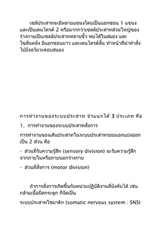 เซล์ประสาทจะมีหลายแขนงโดยเป็นแอกซอน 1 แขนง
และเป็นเดนไดรต์ 2 หรือมากกว่าเซลล์ประสาทส่วนใหญ่ของ
ร่างกายเป็นเซลล์ประสาทหลายขั้ว พบได้ในสมอง และ
ไขสันหลัง มีแอกซอนยาว และเดนไดรต์สั้น ทำาหน้าที่นำาคำาสั่ง
ไปยังอวัยวะตอบสนอง




การทำา งานของระบบประสาท จำา แนกได้ 3 ประเภท คือ
1. การทำางานของระบบประสาทสั่งการ
การทำางานของเส้นประสาทในระบบประสาทรอบนอกแบ่งออก
เป็น 2 ส่วน คือ
- ส่วนที่รับความรู้สึก (sensory division) จะรับความรู้สึก
จากภายในหรือภายนอกร่างกาย
- ส่วนที่สั่งการ (motor division)


     ถ้าการสั่งการเกิดขึ้นกับหน่วยปฏิบัติงานที่บังคับได้ เช่น
กล้ามเนื้อยึดกระดูก ก็จัดเป็น
ระบบประสาทโซมาติก (somatic nervous system : SNS)
 
