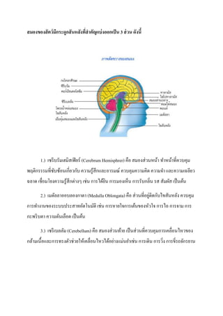 สมองของสั ตว์ มกระดูกสั นหลังทีสาคัญแบ่ งออกเป็ น 3 ส่ วน ดังนี้
               ี               ่




       1.) เซรี บรัมเฮมิสเฟี ยร์ (Cerebrum Hemisphrer) คือ สมองส่ วนหน้า ทาหน้าที่ควบคุม
พฤติกรรรมที่ซบซ้อนเกี่ยวกับ ความรู ้สึกและอารมณ์ ควบคุมความคิด ความจา และความเฉลียว
             ั
ฉลาด เชื่อมโยงความรู ้สึกต่างๆ เช่น การได้ยน การมองเห็น การรับกลิ่น รส สัมผัส เป็ นต้น
                                           ิ

                                                                ่
       2.) เมดัลลาออบลองกาตา (Medulla Oblongata) คือ ส่ วนที่อยูติดกับไขสันหลัง ควบคุม
การทางานของระบบประสาทอัตโนมัติ เช่น การหายใจการเต้นของหัวใจ การไอ การจาม การ
กะพริ บตา ความดันเลือด เป็ นต้น

       3.) เซรี เบลลัม (Cerebellum) คือ สมองส่ วนท้าย เป็ นส่ วนที่ควบคุมการเคลื่อนไหวของ
กล้ามเนื้อและการทรงตัวช่วยให้เคลื่อนไหวได้อย่างแม่นยาเช่น การเดิน การวิง การขี่รถจักรยาน
                                                                       ่
 