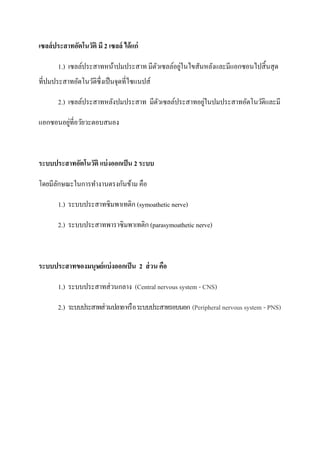 เซลล์ประสาทอัตโนวัติ มี 2 เซลล์ ได้ แก่

                                               ่
       1.) เซลล์ประสาทหน้าปมประสาท มีตวเซลล์อยูในไขสันหลังและมีแอกซอนไปสิ้ นสุ ด
                                      ั
ที่ปมประสาทอัตโนวัติซ่ ึงเป็ นจุดที่ไซแนปส์

                                                     ่
       2.) เซลล์ประสาทหลังปมประสาท มีตวเซลล์ประสาทอยูในปมประสาทอัตโนวัติและมี
                                      ั

         ่
แอกซอนอยูที่อวัยวะตอบสนอง



ระบบประสาทอัตโนวัติ แบ่ งออกเป็ น 2 ระบบ

โดยมีลกษณะในการทางานตรงกันข้าม คือ
      ั

       1.) ระบบประสาทซิมพาเทติก (symoathetic nerve)

       2.) ระบบประสาทพาราซิมพาเทติก (parasymoathetic nerve)



ระบบประสาทของมนุษย์ แบ่ งออกเป็ น 2 ส่ วน คือ

       1.) ระบบประสาทส่ วนกลาง (Central nervous system - CNS)

       2.) ระบบประสาทส่ วนปลาย หรื อ ระบบประสาทรอบนอก (Peripheral nervous system - PNS)
 