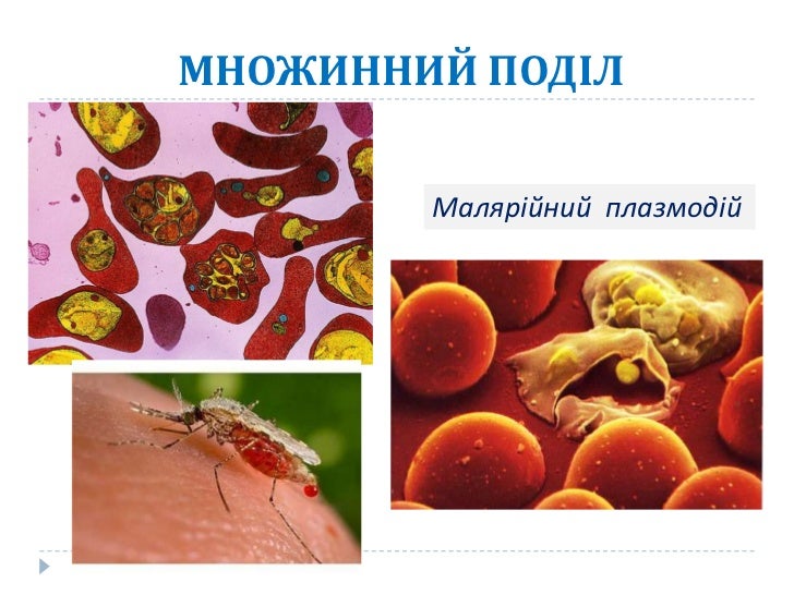 розмноження