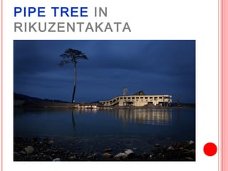 PIPE TREE IN
RIKUZENTAKATA
 