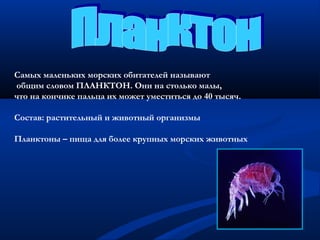 Самых маленьких морских обитателей называют
общим словом ПЛАНКТОН. Они на столько малы,
что на кончике пальца их может уместиться до 40 тысяч.

Состав: растительный и животный организмы

Планктоны – пища для более крупных морских животных
 