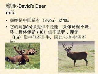 麋鹿-David’s Deer
mílù
• 麋鹿是中国稀有（xīyǒu）动物。
• 它的角(jiǎo)像鹿但不是鹿，头像马但不是
  马，身体像驴（lǘ）但不是驴，蹄子
  （tízi）像牛但不是牛，因此它也叫“四不
  像”。
 