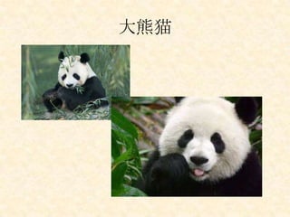 大熊猫
 