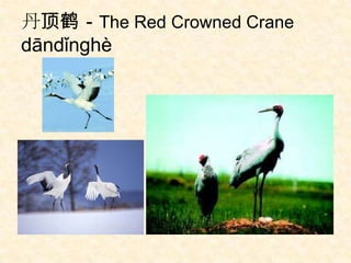 丹顶鹤－The Red Crowned Crane
dāndǐnghè
 