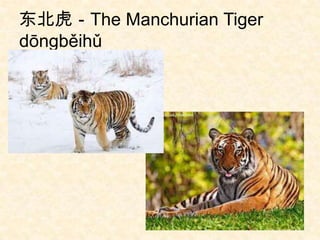 东北虎－The Manchurian Tiger
dōngběihǔ
 