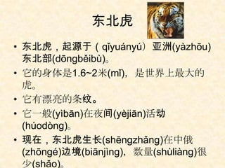东北虎
• 东北虎，起源于（qǐyuányú）亚洲(yàzhōu)
  东北部(dōngběibù)。
• 它的身体是1.6~2米(mǐ)，是世界上最大的
  虎。
• 它有漂亮的条纹。
• 它一般(yìbān)在夜间(yèjiān)活动
  (húodòng)。
• 现在，东北虎生长(shēngzhǎng)在中俄
  (zhōngé)边境(biānjìng)，数量(shùliàng)很
  少(shǎo)。
 