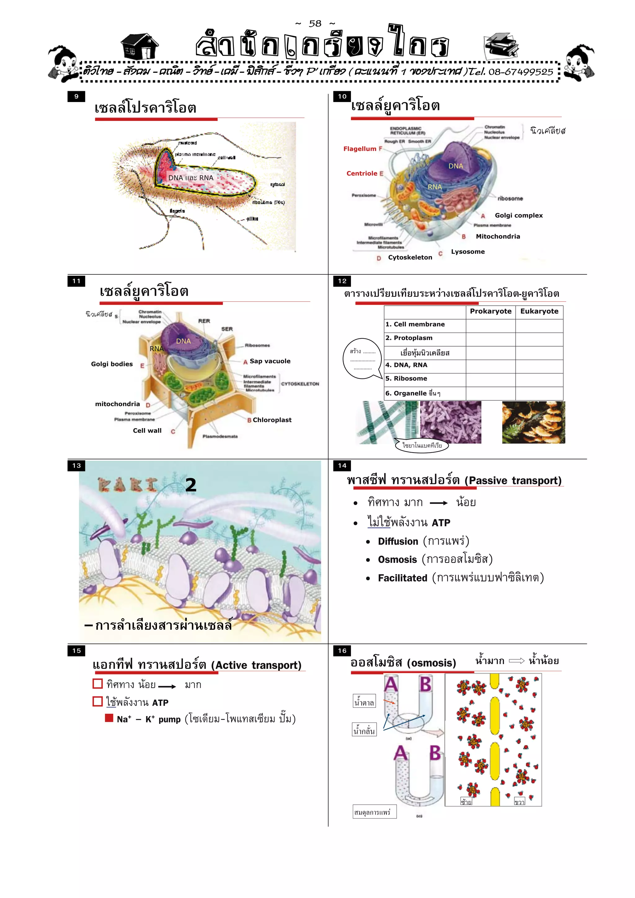 ~  58 ~
                                        สํนัา เนัรีกง เกก (คิ ดย ง ไ ย . ..จิ
                                        สํา ก ก ย ไ ร รี แบบวิ ท ก ร
     ติวไทย - สังคม - คณิต - วิทย - เคมี - ฟสกส - ชีวฯ P' เกรียง ( คะแนนที่ 1 ของประเทศ )Tel. 08-67499525
                                               ิ
9                                                                            10




                                                                              Flagellum

                                                                                                                             DNA
                                                                              Centriole
                                 DNA       RNA
                                                                                                                       RNA



                                                                                                                                               Golgi complex


                                                                                                                                        Mitochondria

                                                                                                                             Lysosome
                                                                                                        Cytoskeleton


11                                                                           12
                                                                                                                                                     -
                                                                                                                                       Prokaryote    Eukaryote
                                                                                                        1. Cell membrane

                                                                                                        2. Protoplasm
                                  DNA
                          RNA                                                               .........
                                                     Sap vacuole                  ..................
      Golgi bodies                                                                                      4. DNA, RNA
                                                                                     .............
                                                                                                        5. Ribosome

                                                                                                        6. Organelle
          mitochondria

                                                     Chloroplast
                     Cell wall




13                                                                           14

                                       2                                                                                           (Passive transport)
                                                                                   •
                                                                                   •                                   ATP
                                                                                             • Diffusion (                         )
                                                                                             • Osmosis (                                   )
                                                                                             • Facilitated (                                               )


     -2


15                                                                           16
                                             (Active transport)                                               (osmosis)

                       ATP
               Na+   – pump (
                         K+                      -                 )
 