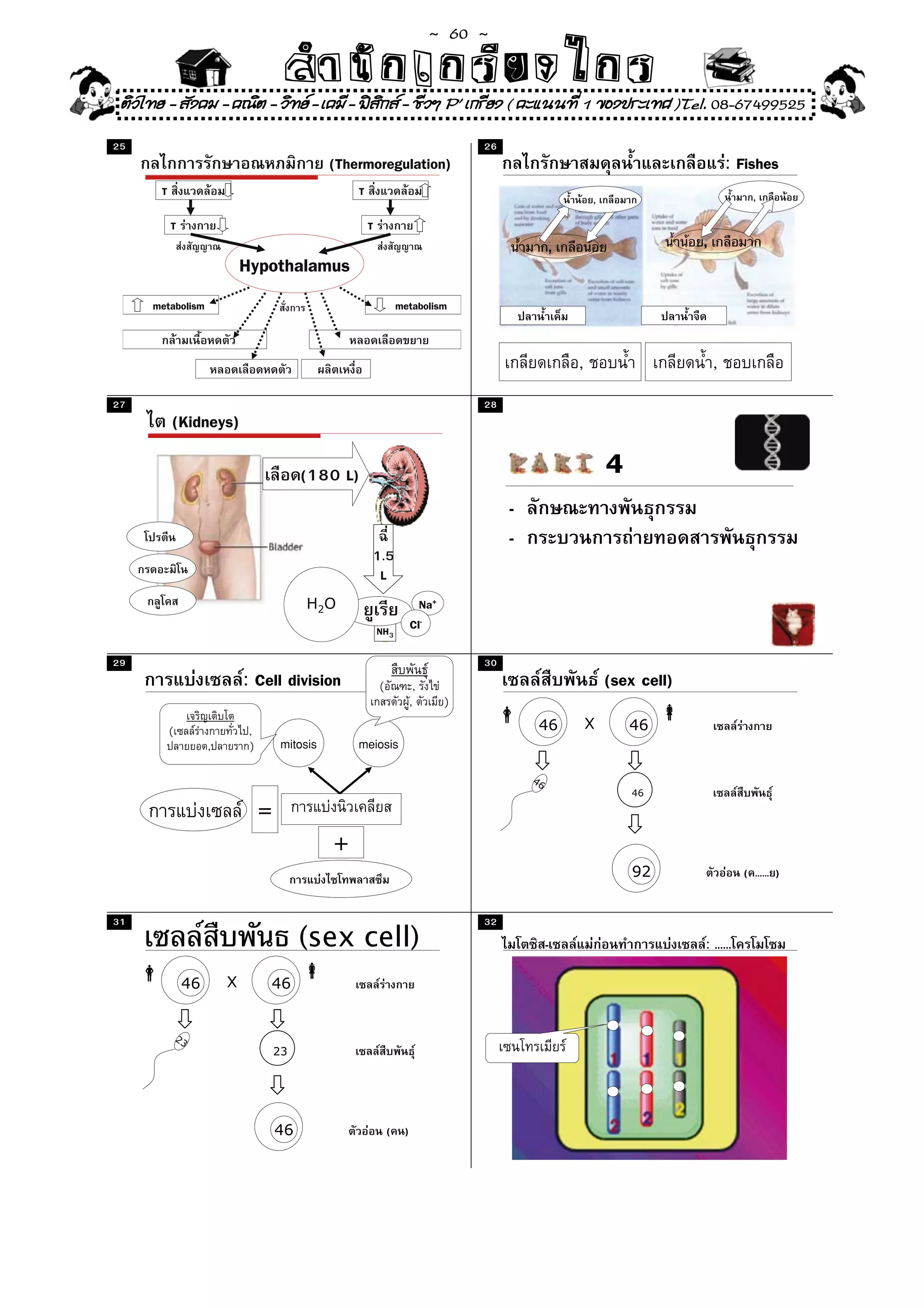 ~  60 ~
                                      สํนัา เนัรีกง เกก (คิ ดย ง ไ ย . ..จิ
                                      สํา ก ก ย ไ ร รี แบบวิ ท ก ร
 ติวไทย - สังคม - คณิต - วิทย - เคมี - ฟสกส - ชีวฯ P' เกรียง ( คะแนนที่ 1 ของประเทศ )Tel. 08-67499525
                                           ิ
25                                                                                 26
                                                (Thermoregulation)                                                                    : Fishes
       T                                            T                                                                                      ,
                                                                                                             ,
           T                                            T
                                                                                                     ,                        ,
                             Hypothalamus
     metabolism                                                   metabolism


                                                                                                         ,                        ,
27                                                                                 28
           (Kidneys)

                                           (180 L)                                                               4
                                                                                        -
                                                                                        -
                                                        1.5
                                                         L
                                           H2O                          Na+
                                                            NH3       Cl-

29                                                                                 30
                             : Cell division                (          ,                                         (sex cell)
                                                                      ,       )
           (                  ,                                                              46              X       46
                     ,        )       mitosis       meiosis
                                                                                            46
                                                                                                                     46

                                  =
                                                +
                                                                                                                     92                  ( ...... )


31                                                                                 32
                                           (sex cell)                                            -                            : ......

                46       X        46


               23
                                  23




                                      46                        (คน)
                                                                ( ...... )
 