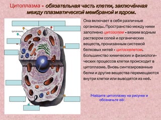 Цитоплазма – обязательная часть клетки, заключённая
     между плазматической мембраной и ядром.
                           Она включает в себя различные
                           органоиды. Пространство между ними
                           заполнено цитозолем – вязким водным
                           раствором солей и органических
                           веществ, пронизанным системой
                           белковых нитей - цитоскелетом.
                           Большинство химических и физиологи-
                           ческих процессов клетки происходит в
                           цитоплазме. Вновь синтезированные
                           белки и другие вещества перемещаются
                           внутри клетки или выводятся из неё.



                              /Найдите цитоплазму на рисунке и
                                   обозначьте её/.
 