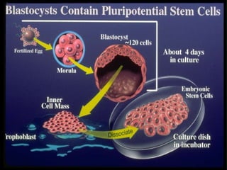 การสืบพันธ์