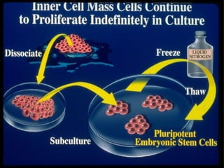 การสืบพันธ์
