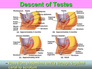 Descent of Testes
– Pass from abdominal cavity through inguinal
canal to scrotum