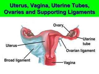 Uterus, Vagina, Uterine Tubes,
Ovaries and Supporting Ligaments