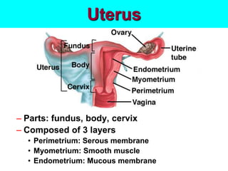 Uterus
– Parts: fundus, body, cervix
– Composed of 3 layers
• Perimetrium: Serous membrane
• Myometrium: Smooth muscle
• Endometrium: Mucous membrane