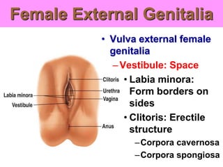 Female External Genitalia
• Vulva external female
genitalia
– Vestibule: Space
• Labia minora:
Form borders on
sides
• Clitoris: Erectile
structure
–Corpora cavernosa
–Corpora spongiosa