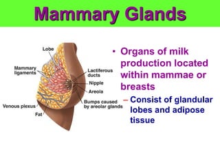 Mammary Glands
• Organs of milk
production located
within mammae or
breasts
– Consist of glandular
lobes and adipose
tissue