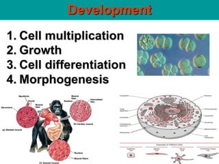 Development
1. Cell multiplication
2. Growth
3. Cell differentiation
4. Morphogenesis