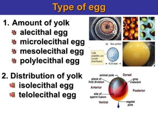Type of egg
1. Amount of yolk
alecithal egg
microlecithal egg
mesolecithal egg
polylecithal egg
2. Distribution of yolk
isolecithal egg
telolecithal egg