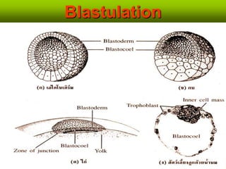 Blastulation