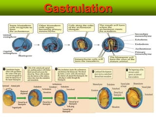 Gastrulation