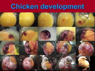 Chicken development