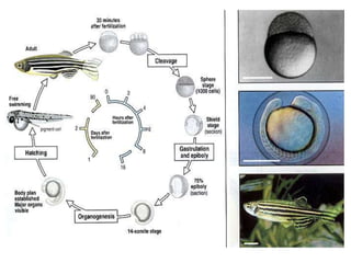 การสืบพันธ์