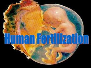 การสืบพันธ์