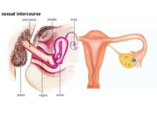การสืบพันธ์