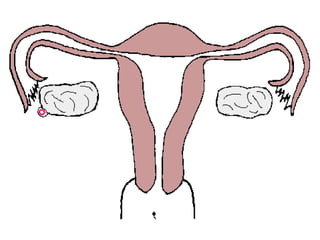 การสืบพันธ์