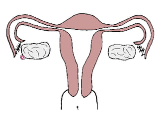การสืบพันธ์
