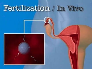 การสืบพันธ์