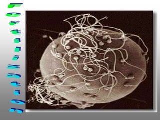 การสืบพันธ์