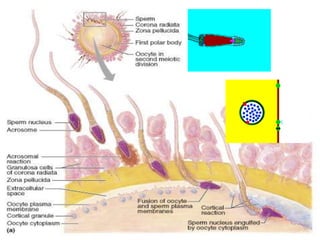 การสืบพันธ์