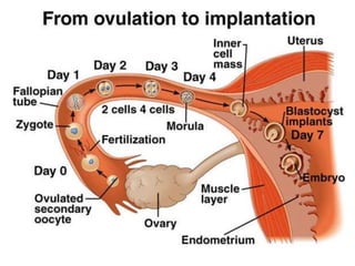 การสืบพันธ์