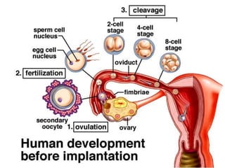 การสืบพันธ์