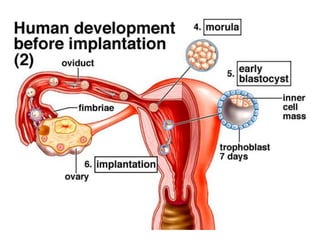 การสืบพันธ์