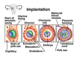 การสืบพันธ์