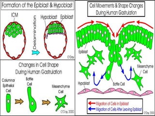 การสืบพันธ์
