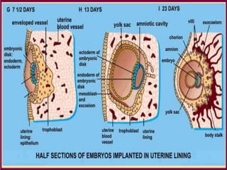 การสืบพันธ์