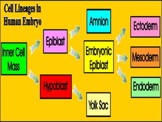 การสืบพันธ์