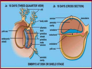 การสืบพันธ์
