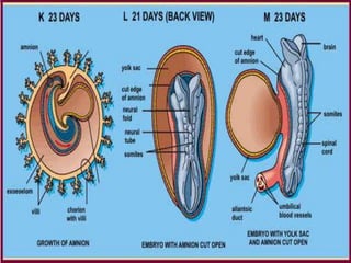 การสืบพันธ์