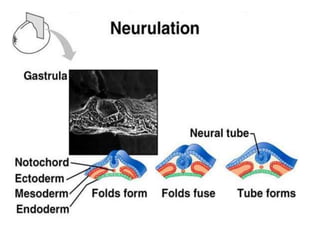 การสืบพันธ์